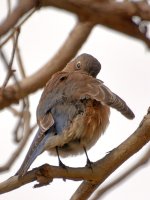 Bluebird12.jpg