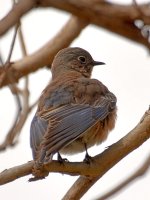 Bluebird11.jpg
