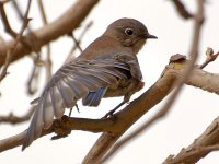 Bluebird13.jpg
