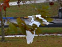 Egret6.jpg