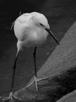 EgretBW3.jpg