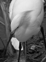 EgretBW7.jpg