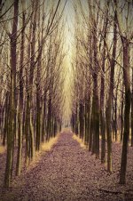 DSC_6000_1_lomo_small.jpg