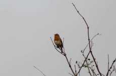 DSC_3715.jpg