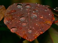 Leaf.jpg