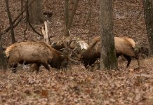 Bull fight 2014-12-02 5 reszd.jpg