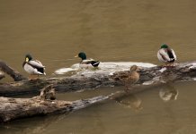 Mallards on a log 2014-01-02-.jpg