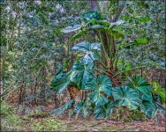 Elephant Ears .jpg