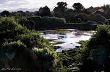 Pond.jpg