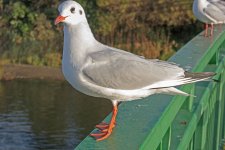 DSC_0096.jpg