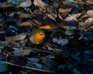 DSC_4198.jpg