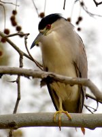 BlackHeron.jpg
