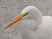BigEgret.jpg