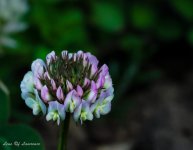 Pink-purple weed.jpg