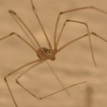 Spider.jpg