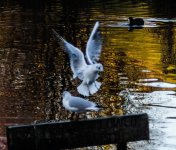 DSC_4227.jpg