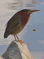 GreenHeron.jpg