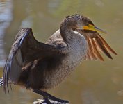 Cormorrant2.jpg