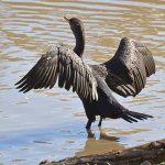 Cormorrant4.jpg