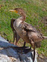 Cormorrant3.jpg