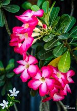 flowers-in-the-morning-1.jpg