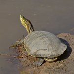 Turtle.jpg