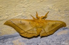 moth1-1.jpg
