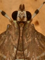 Moth3.jpg
