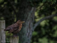 Fledgling black bird.jpg