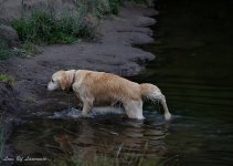 Dripping labrador.jpg