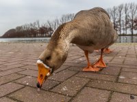 DSC_0490.jpg
