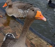 DSC_0153.jpg
