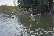 DSC_0138.jpg