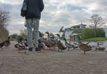 DSC_0184.jpg