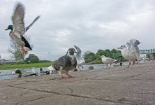 DSC_0188.jpg