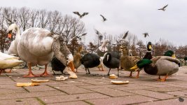 DSC_0391.jpg