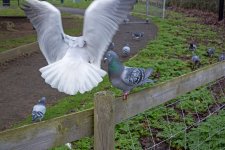 DSC_0145.jpg