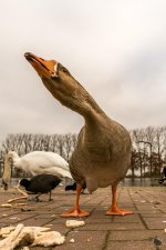 DSC_0401.jpg