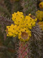 Cactus.jpg