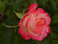Rose2.jpg