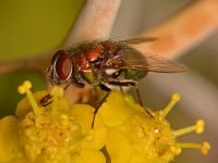 Fly3.jpg