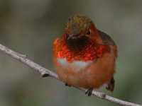 Hummer6.jpg