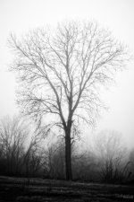 Fog7.jpg