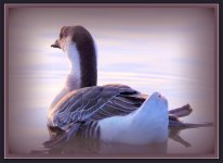 Winter Goose.jpg