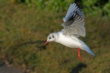 DSC_1104.jpg