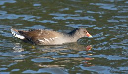 DSC_1147.jpg