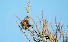 DSC_1070.jpg
