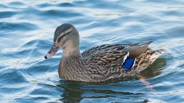 DSC_1182.jpg