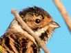 Mikew birdie.JPG