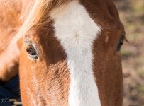 D810#3 Kettle Cove & Horse #6 HD1.jpg